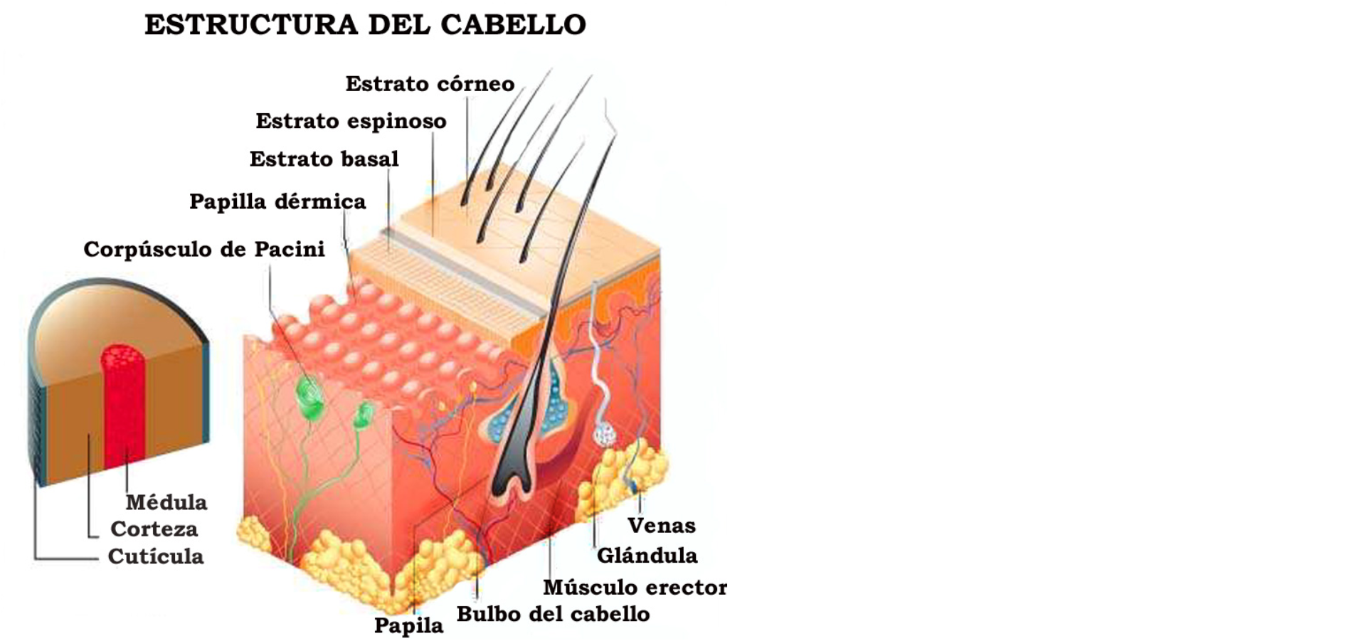 Tratamientos para combatir la caspa: soluciones capilares efectivas